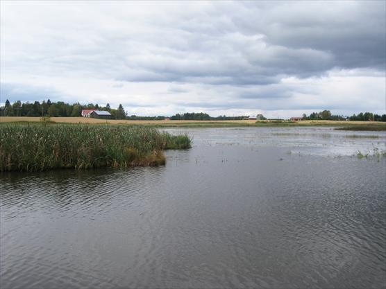 Vesikasvillisuutta Kantelejärvellä